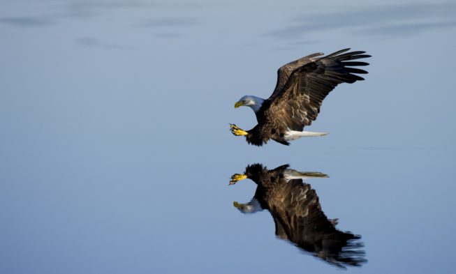 Coaching: Volar como las águilas 